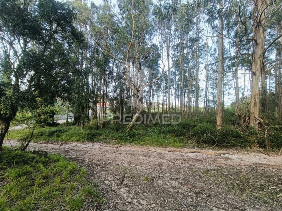 Terreno para Venda em Gondemaria e Olival Foto 13