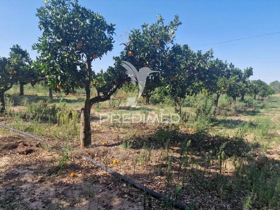 Quinta T6 para Venda em Santiago do Cacém, Santa Cruz e São Bartolomeu da Serra Foto 23