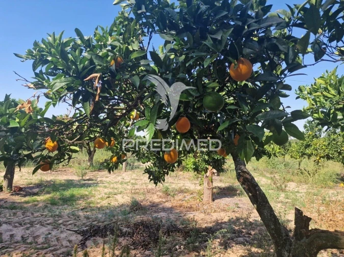 Quinta T6 para Venda em Santiago do Cacém, Santa Cruz e São Bartolomeu da Serra Foto 26