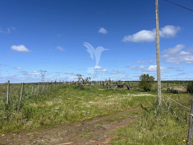 Terreno para Venda em Alfundão e Peroguarda Foto 1