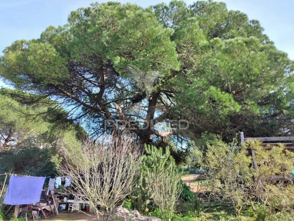 Quinta T3 para Venda em Santiago do Cacém, Santa Cruz e São Bartolomeu da Serra Foto 32