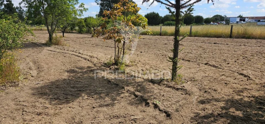 Terreno para Venda em Coruche, Fajarda e Erra Foto 25