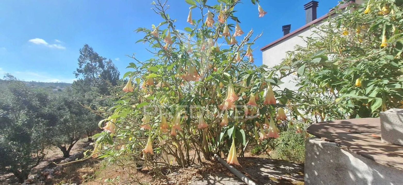 Moradia T4 para Venda em Degracias e Pombalinho Foto 30