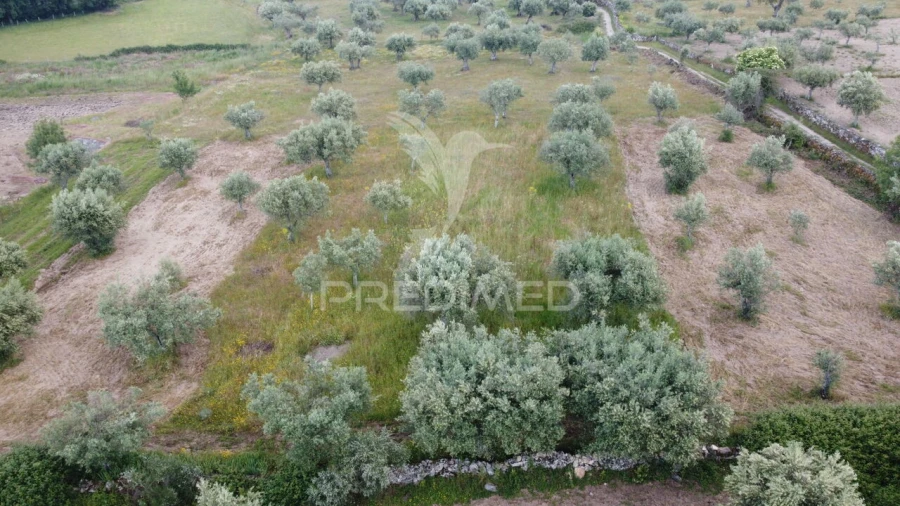 Terreno para Venda em Açores e Velosa Foto 3