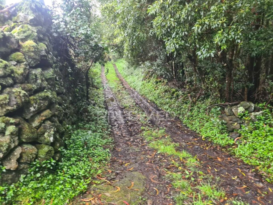 Terreno para Venda em São Mateus da Calheta Foto 13
