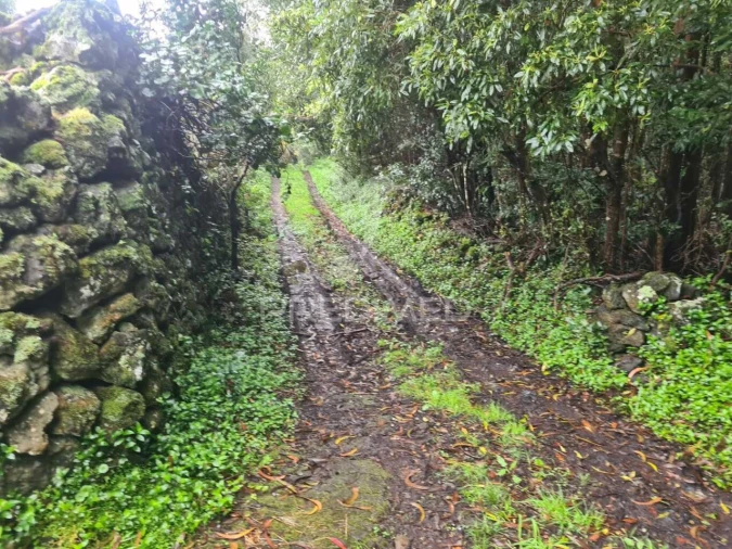 Terreno para Venda em São Mateus da Calheta Foto 13