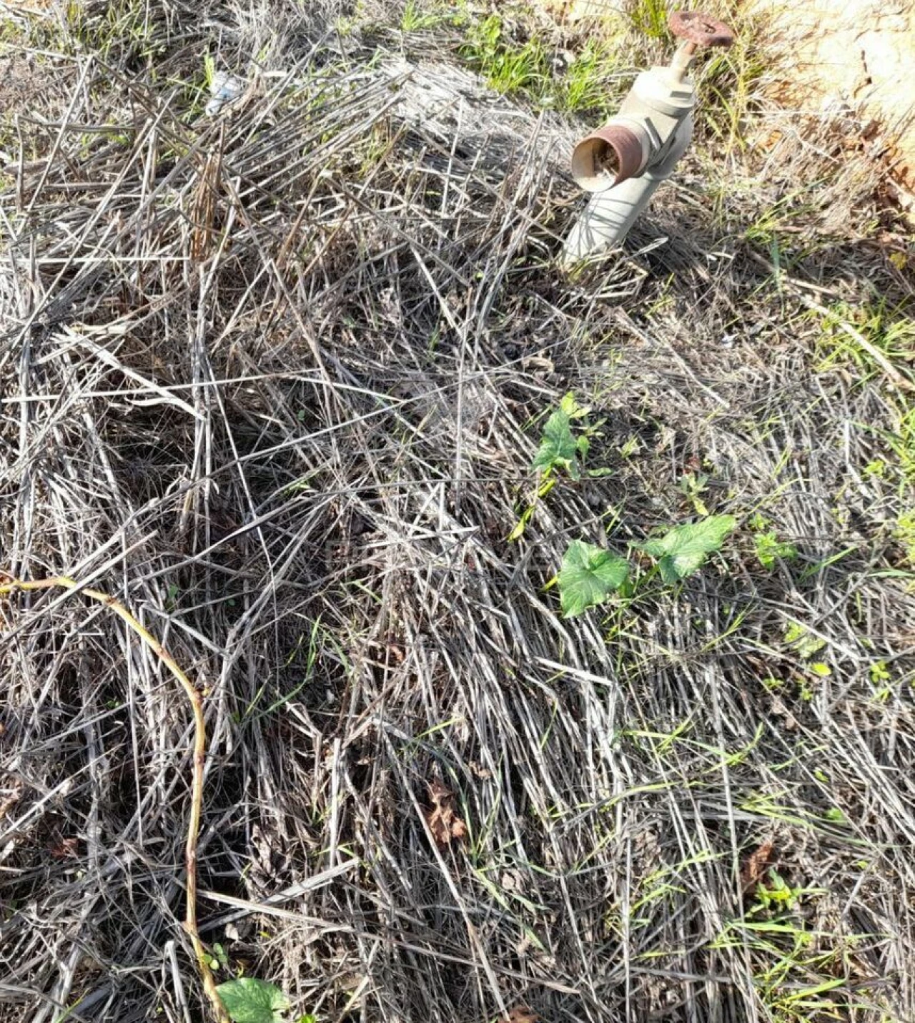 Terreno para Arrendamento em Conceição e Estoi Foto 9
