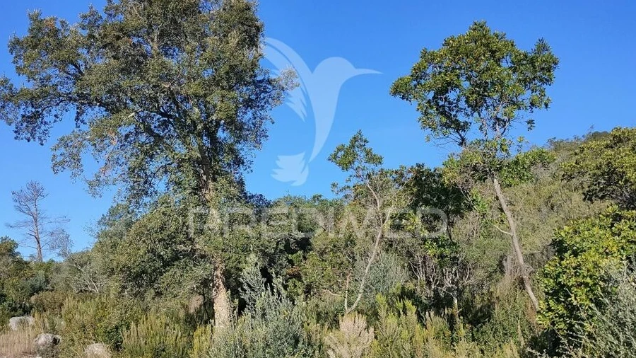 Terreno para Venda em Malhou, Louriceira e Espinheiro