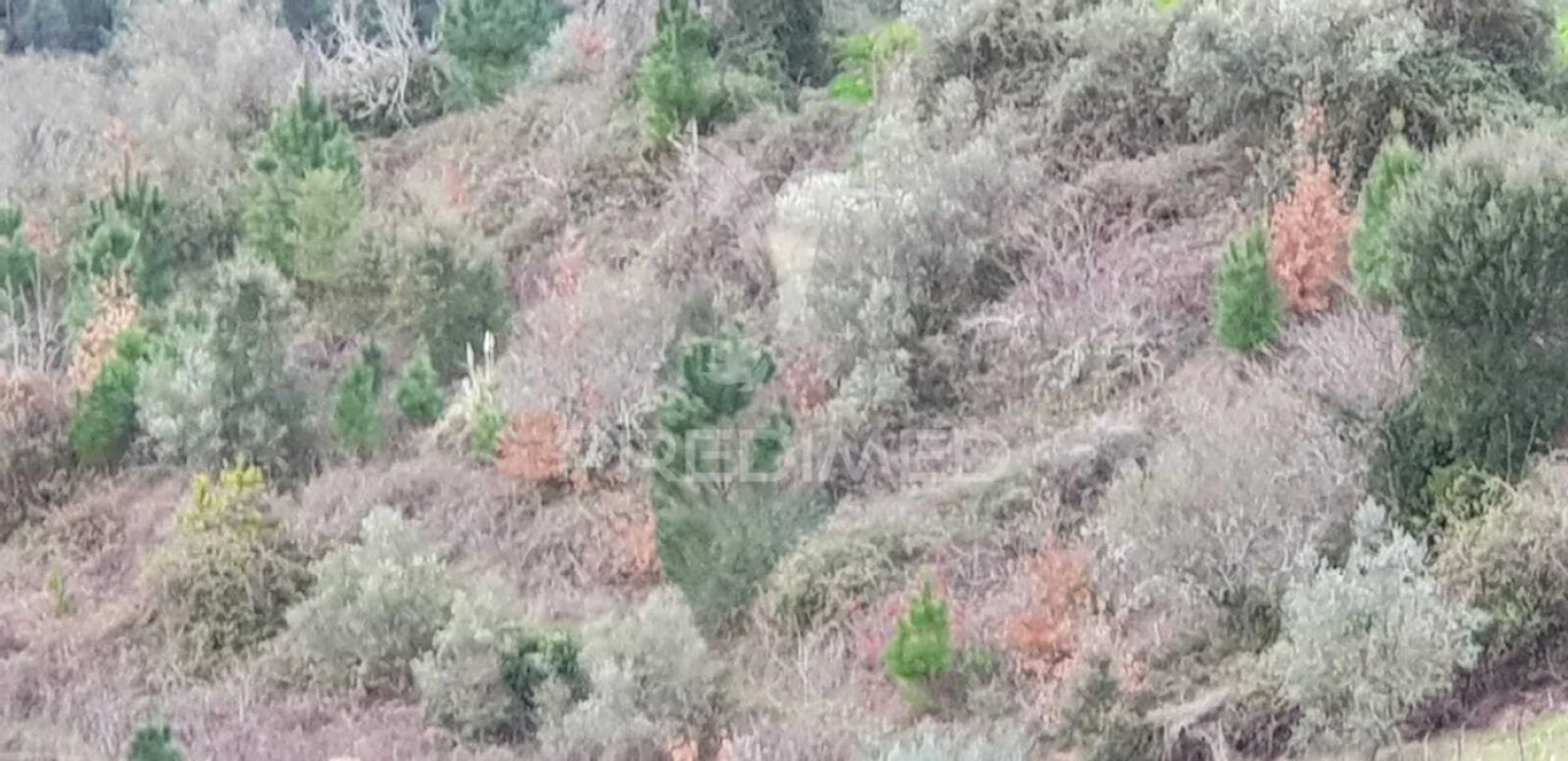 Terreno para Venda em Moura Morta e Vinhós Foto 2