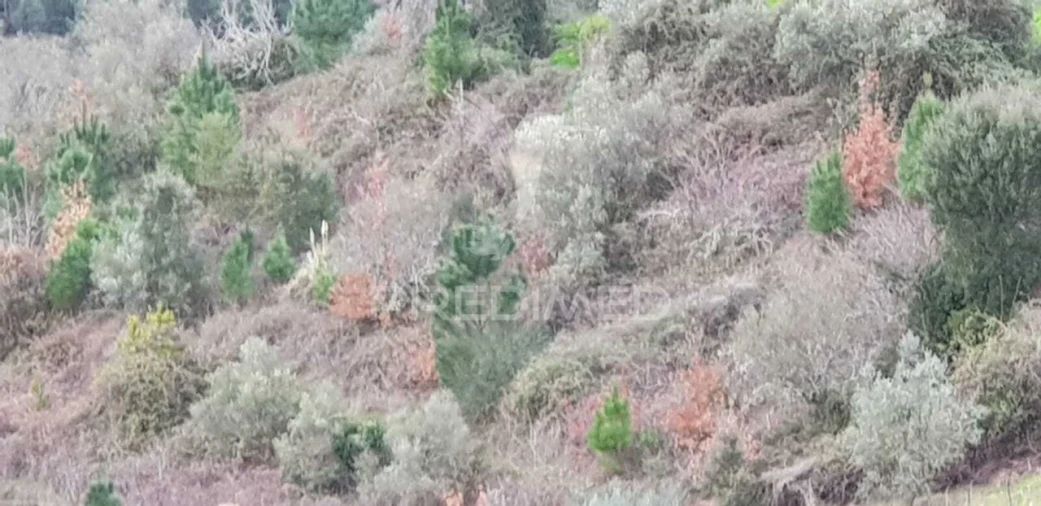 Terreno para Venda em Moura Morta e Vinhós Foto 2