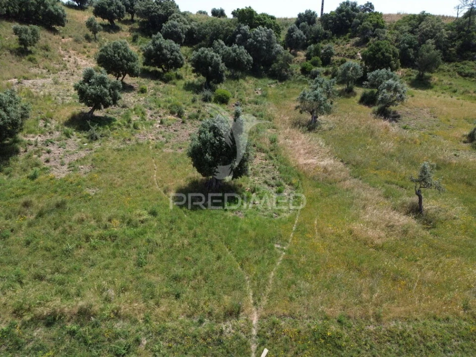 Terreno para Venda em Alcanena e Vila Moreira Foto 14