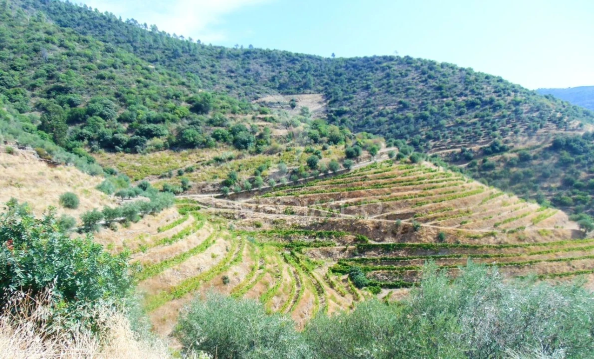 Terreno para Venda em Galafura e Covelinhas Foto 9