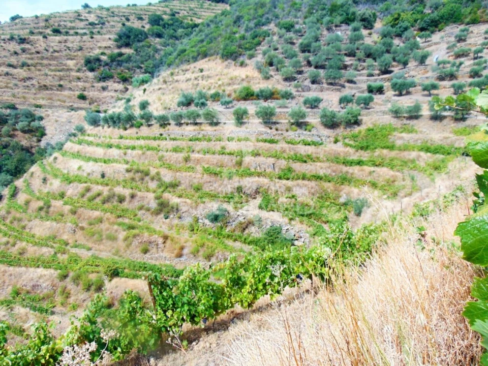 Terreno para Venda em Galafura e Covelinhas Foto 22
