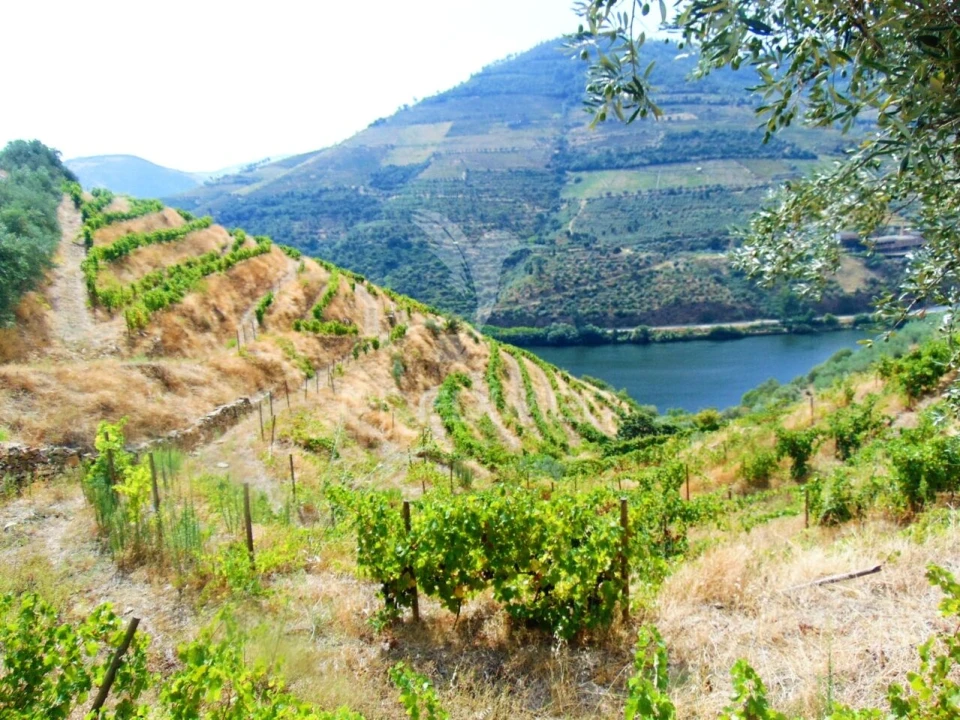 Terreno para Venda em Galafura e Covelinhas Foto 24