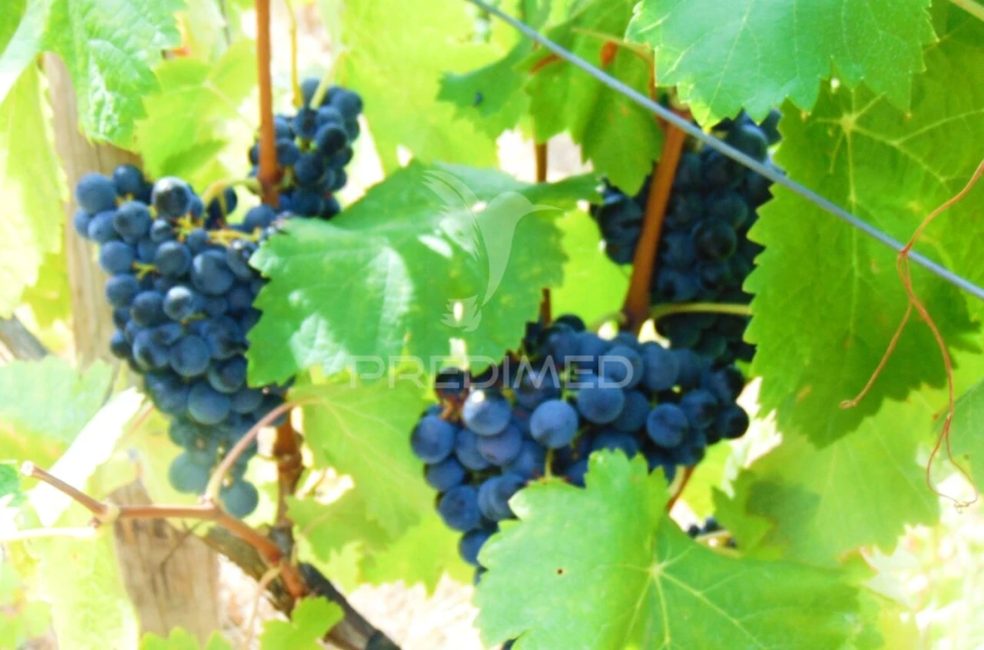 Terreno para Venda em Galafura e Covelinhas Foto 19