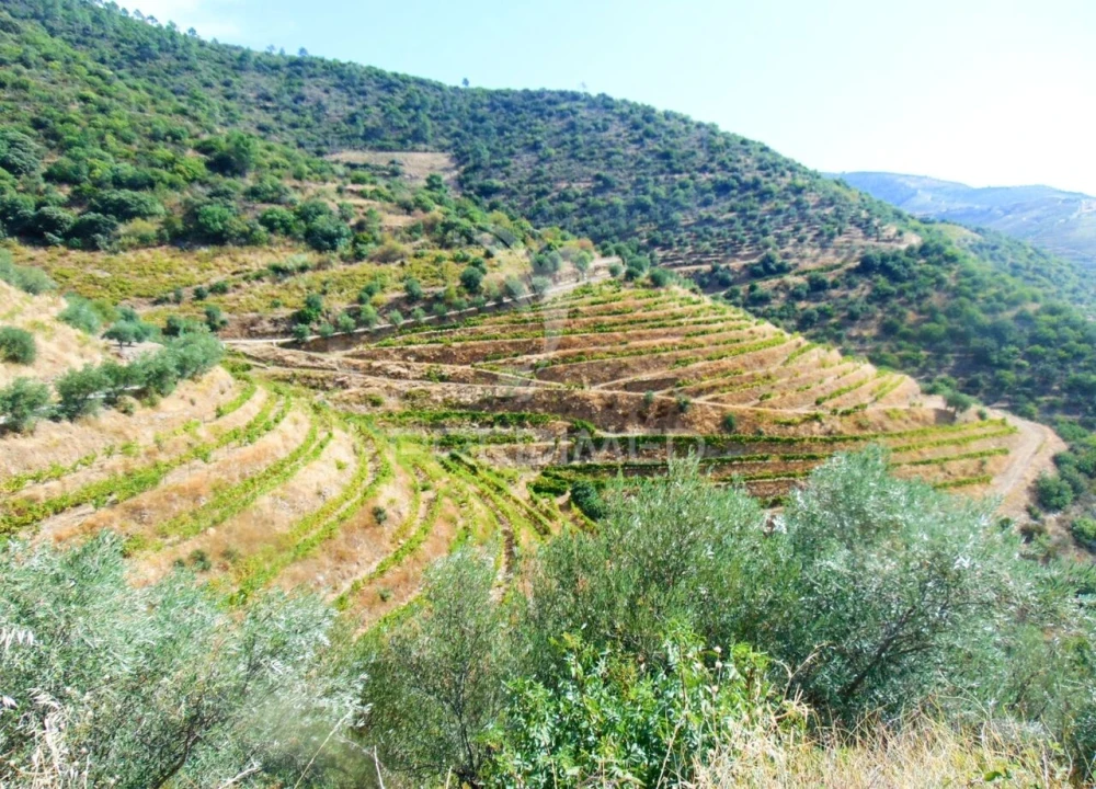 Terreno para Venda em Galafura e Covelinhas Foto 13
