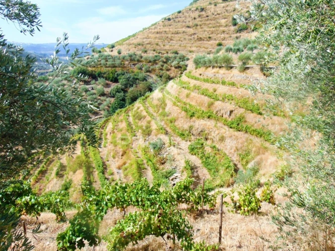 Terreno para Venda em Galafura e Covelinhas Foto 11