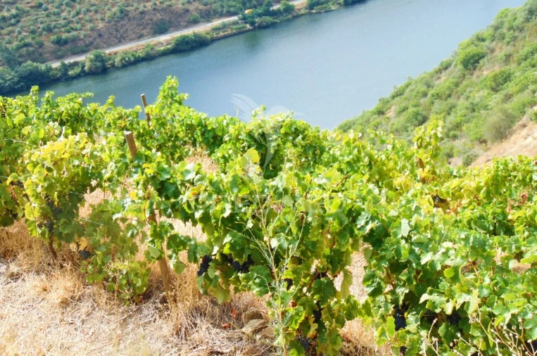 Terreno para Venda em Galafura e Covelinhas Foto 23