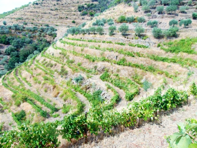 Terreno para Venda em Galafura e Covelinhas Foto 21