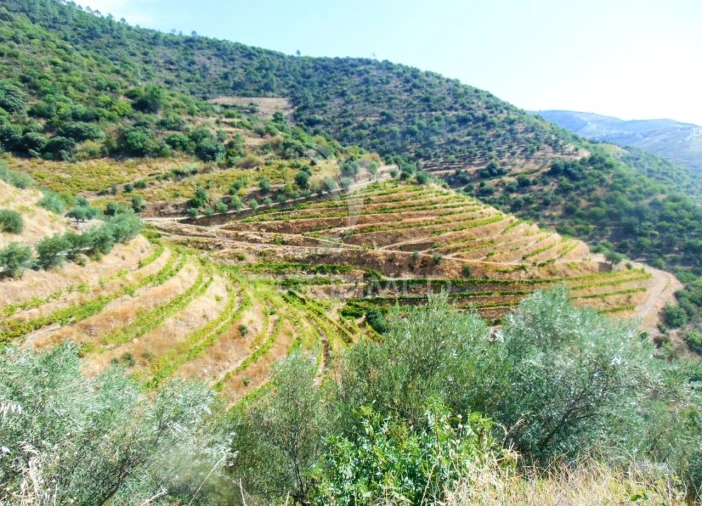 Terreno para Venda em Galafura e Covelinhas Foto 13