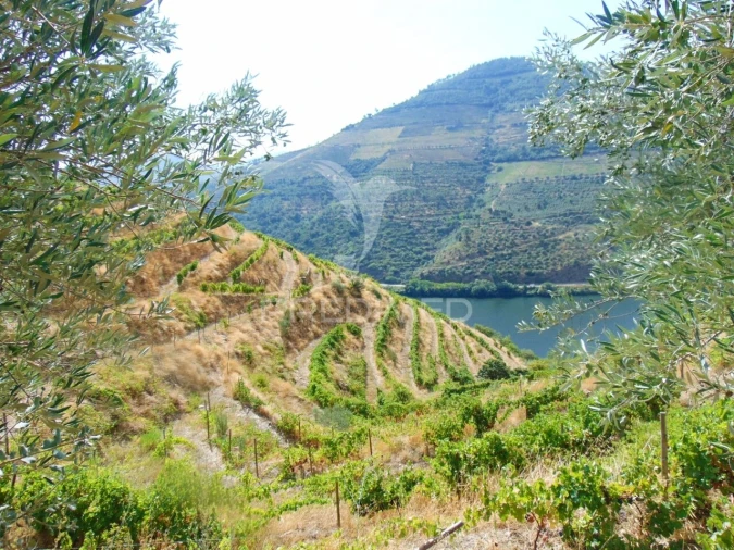 Terreno para Venda em Galafura e Covelinhas Foto 5