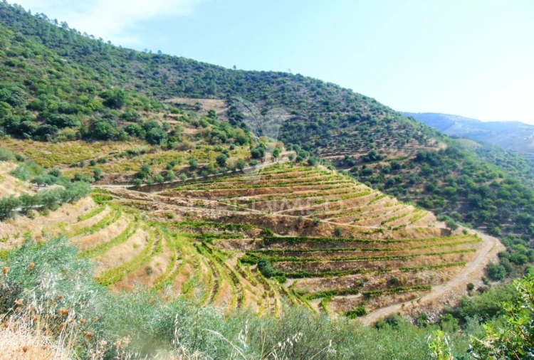 Terreno para Venda em Galafura e Covelinhas Foto 10