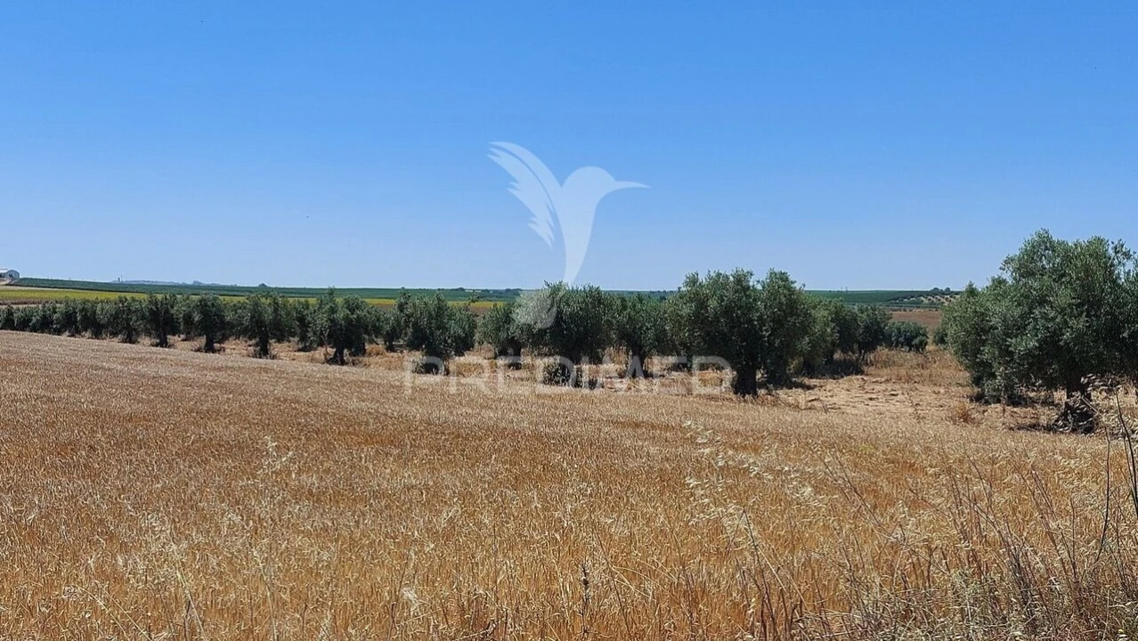 Terreno para Venda em Trigaches e São Brissos Foto 10