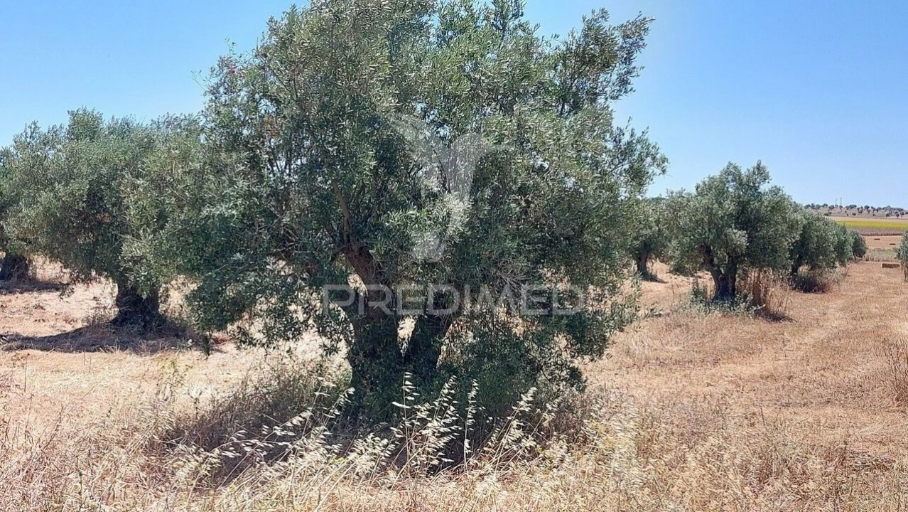 Terreno para Venda em Trigaches e São Brissos Foto 14
