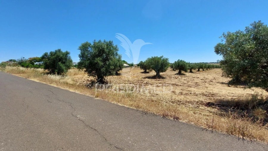 Terreno para Venda em Trigaches e São Brissos Foto 5