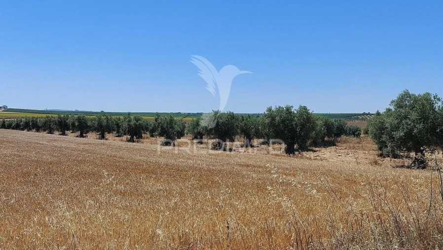 Terreno para Venda em Trigaches e São Brissos Foto 10