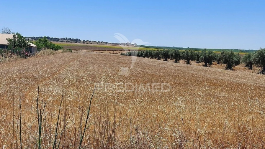 Terreno para Venda em Trigaches e São Brissos Foto 9