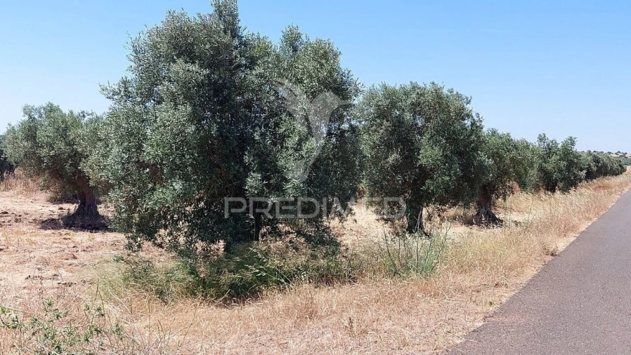 Terreno para Venda em Trigaches e São Brissos Foto 12