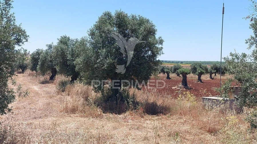 Terreno para Venda em Trigaches e São Brissos Foto 11