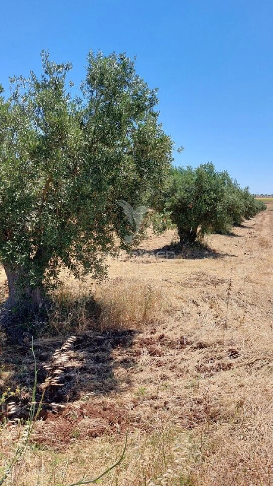 Terreno para Venda em Trigaches e São Brissos Foto 18