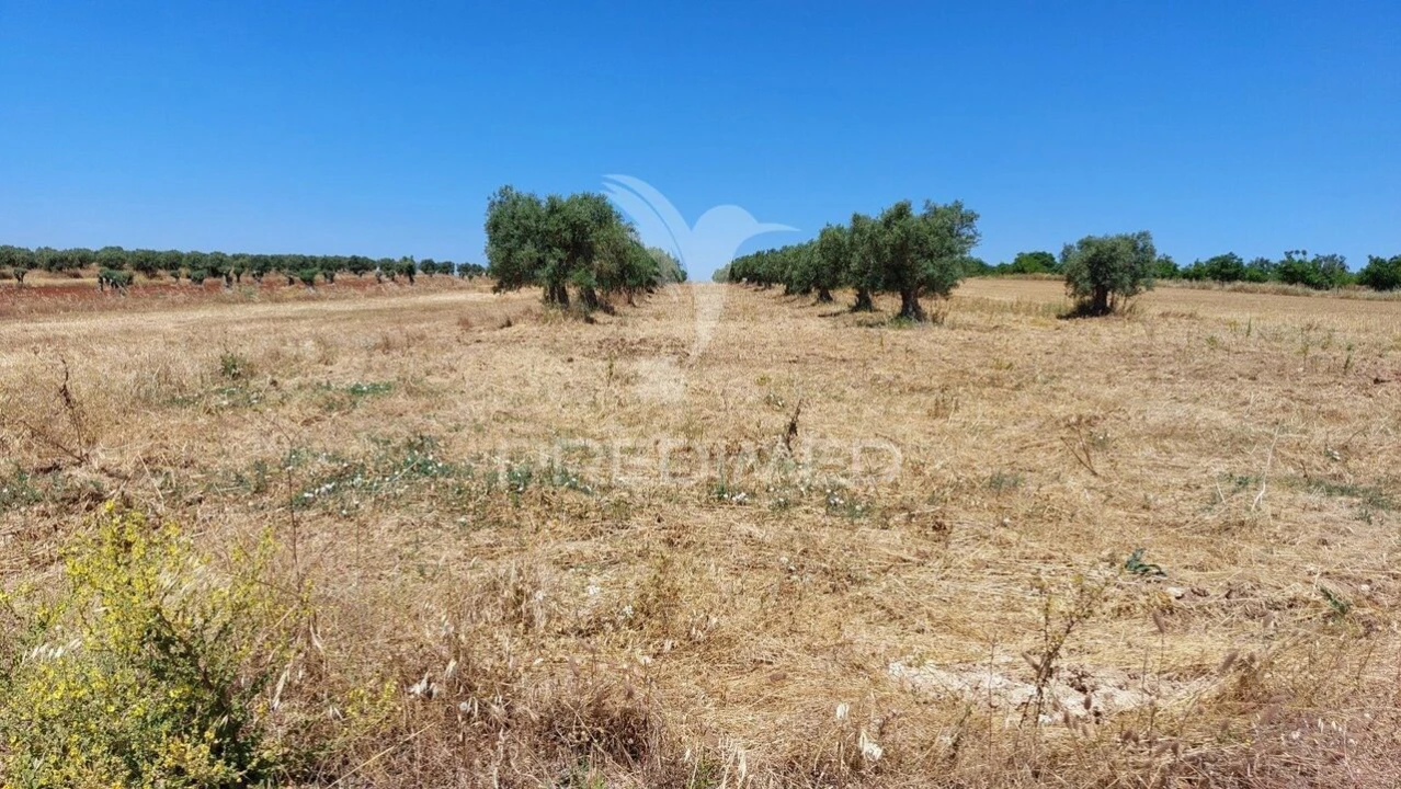 Terreno para Venda em Trigaches e São Brissos Foto 3