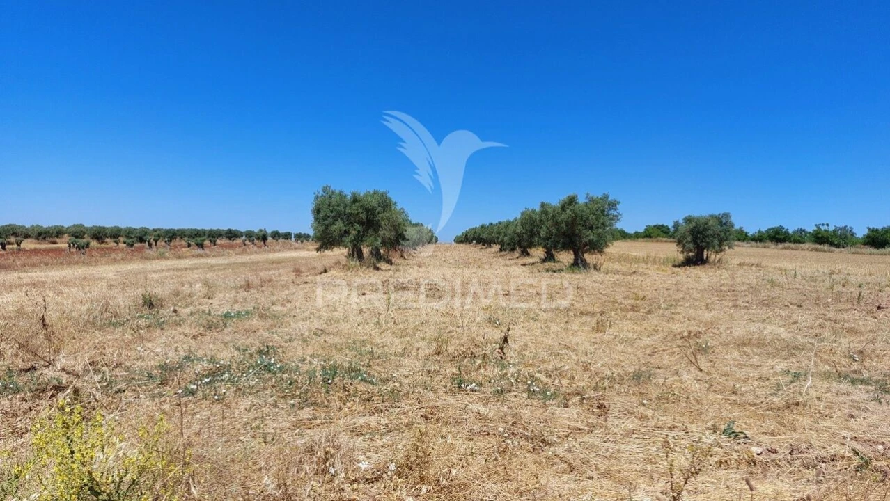 Terreno para Venda em Trigaches e São Brissos Foto 19