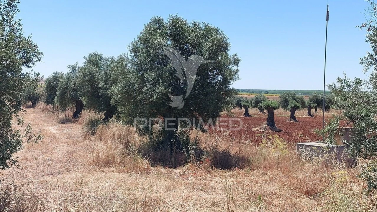 Terreno para Venda em Trigaches e São Brissos Foto 11