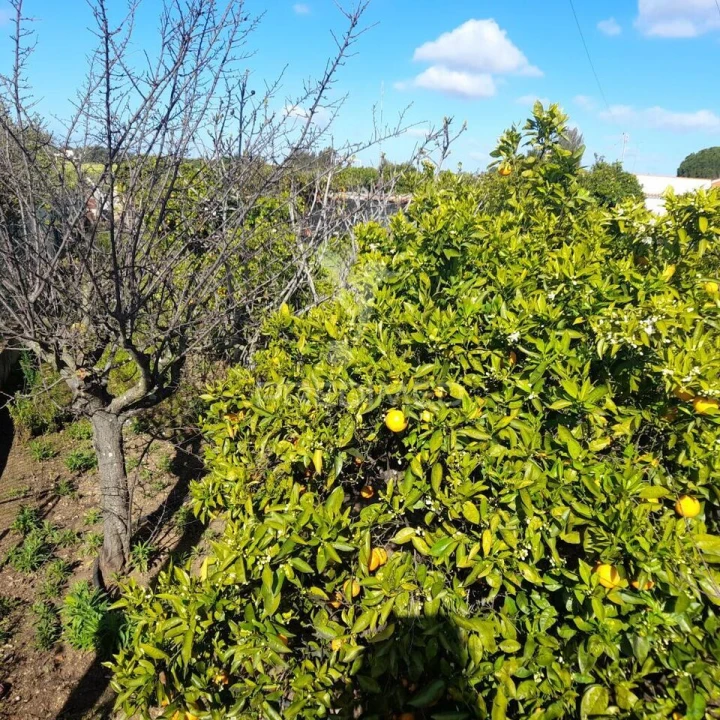 Terreno para Venda em Conceição e Estoi Foto 7