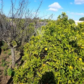 Terreno para Venda em Conceição e Estoi