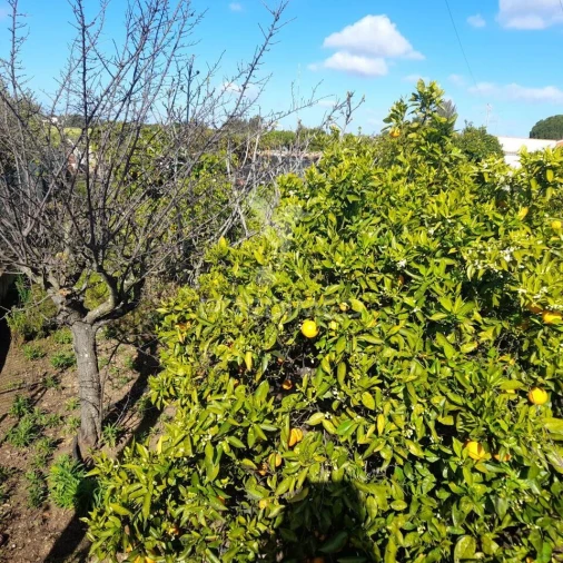 Terreno para Venda em Conceição e Estoi Foto 7