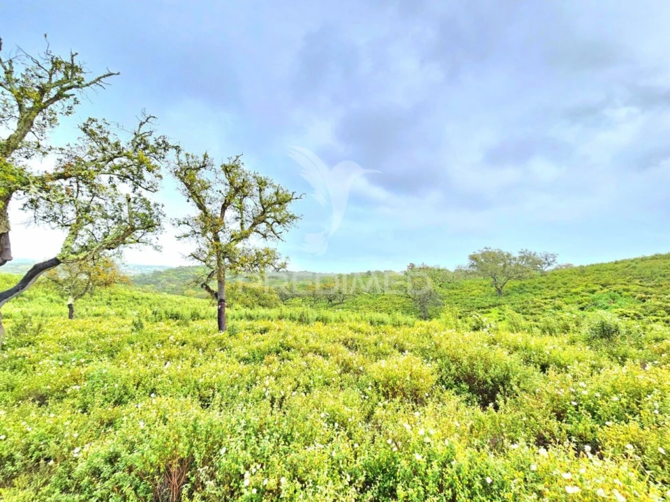 Terreno para Venda em Santa Clara-A-Nova e Gomes Aires Foto 7