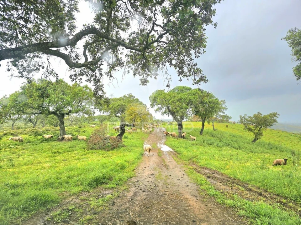 Terreno para Venda em Santa Clara-A-Nova e Gomes Aires Foto 1