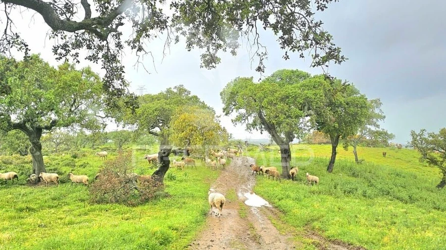 Terreno para Venda em Santa Clara-A-Nova e Gomes Aires