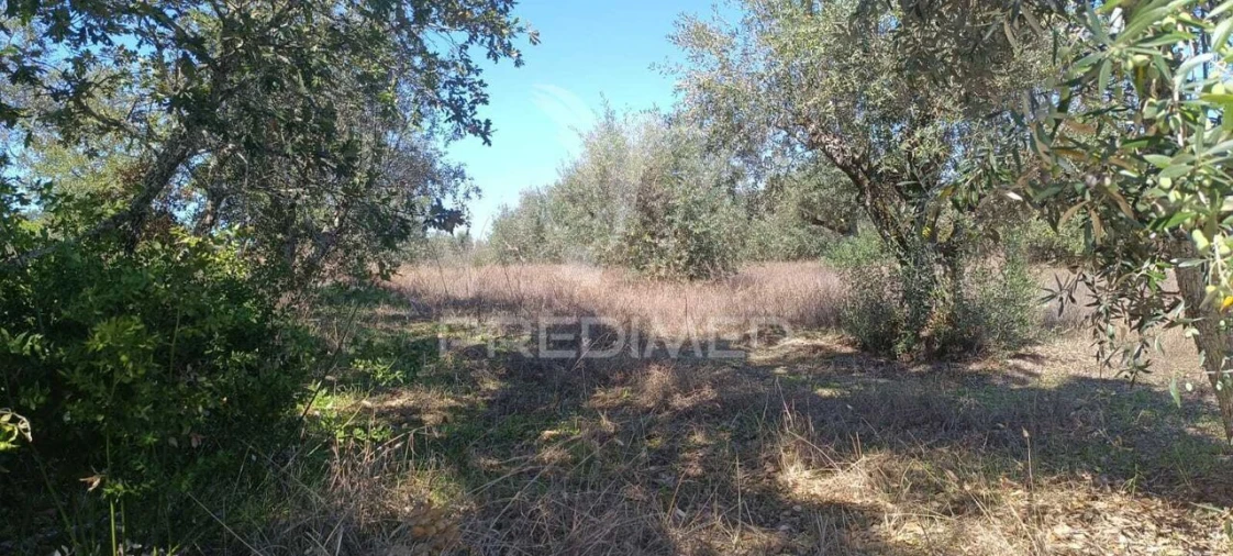Terreno para Venda em Arez e Amieira do Tejo Foto 4