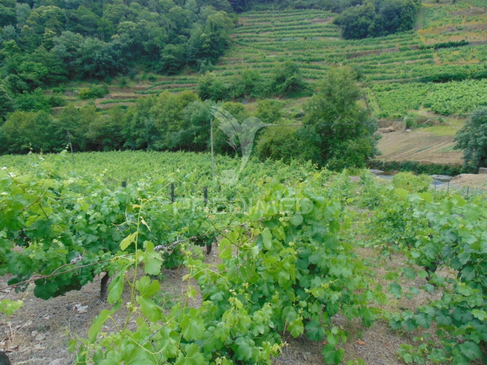 Quinta T0 para Venda em Louredo e Fornelos Foto 11