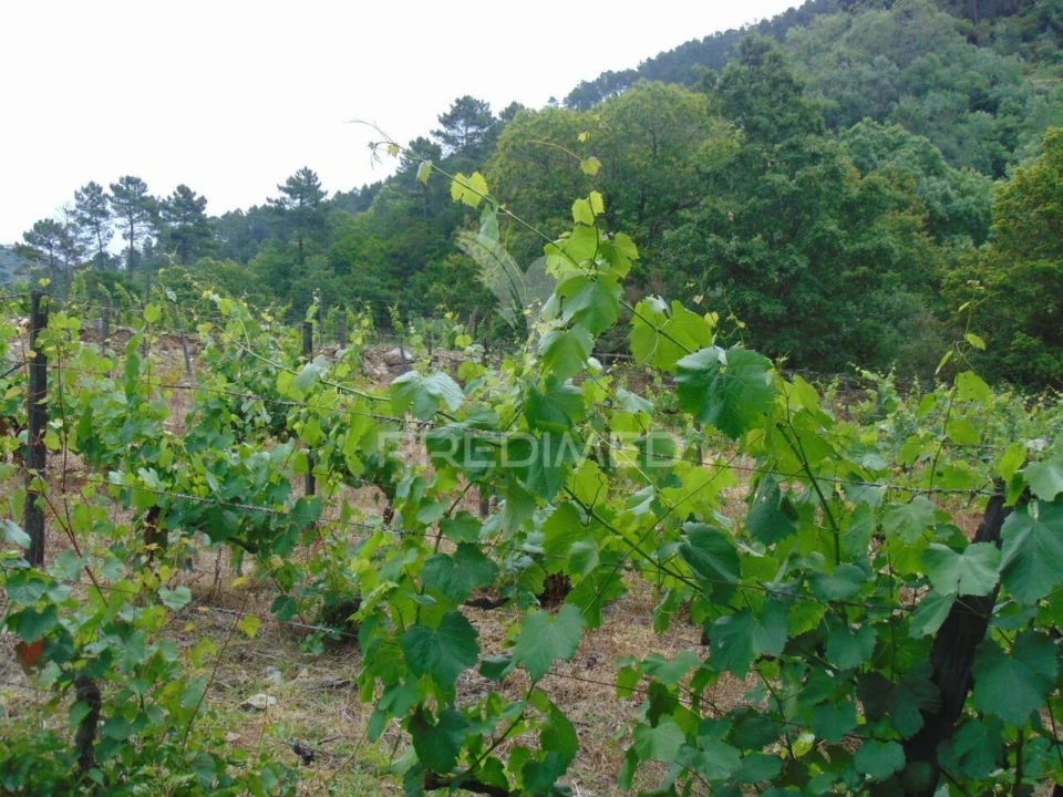 Quinta T0 para Venda em Louredo e Fornelos Foto 12