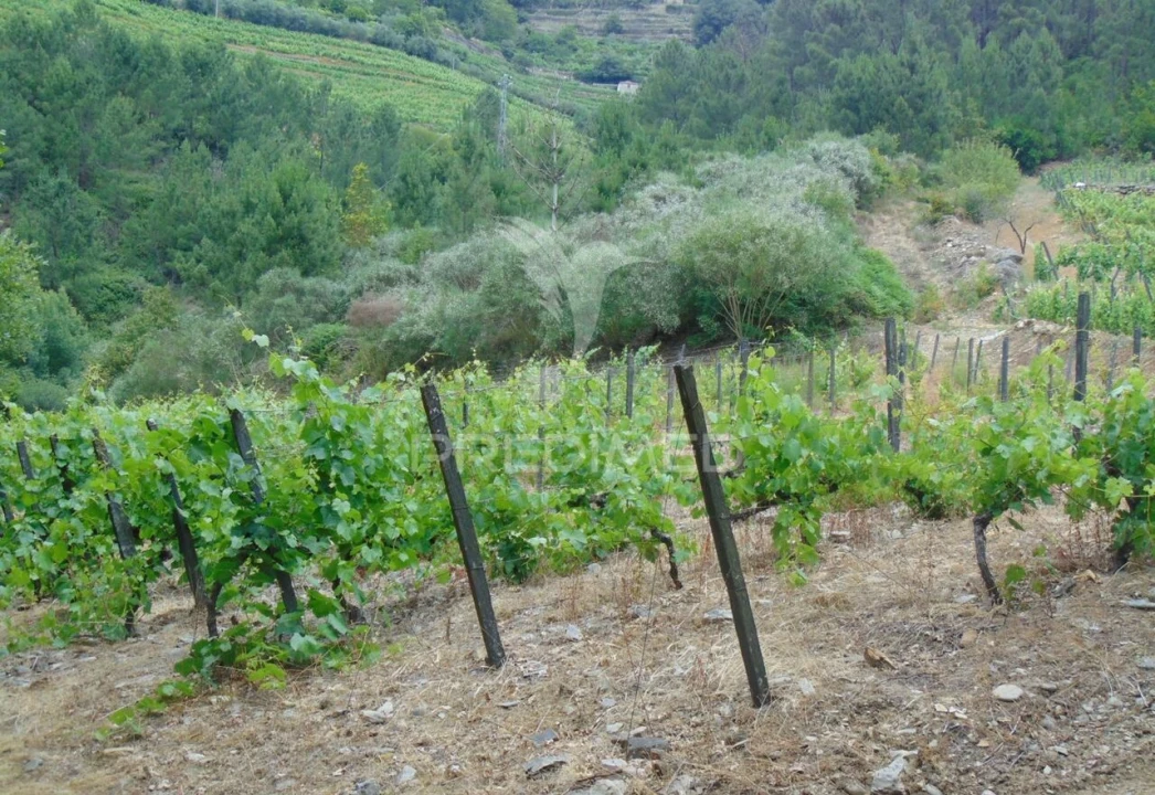 Quinta T0 para Venda em Louredo e Fornelos Foto 19