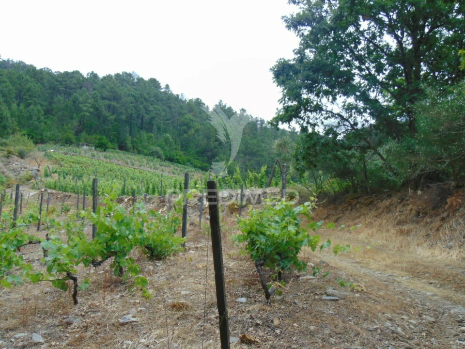 Quinta T0 para Venda em Louredo e Fornelos Foto 10