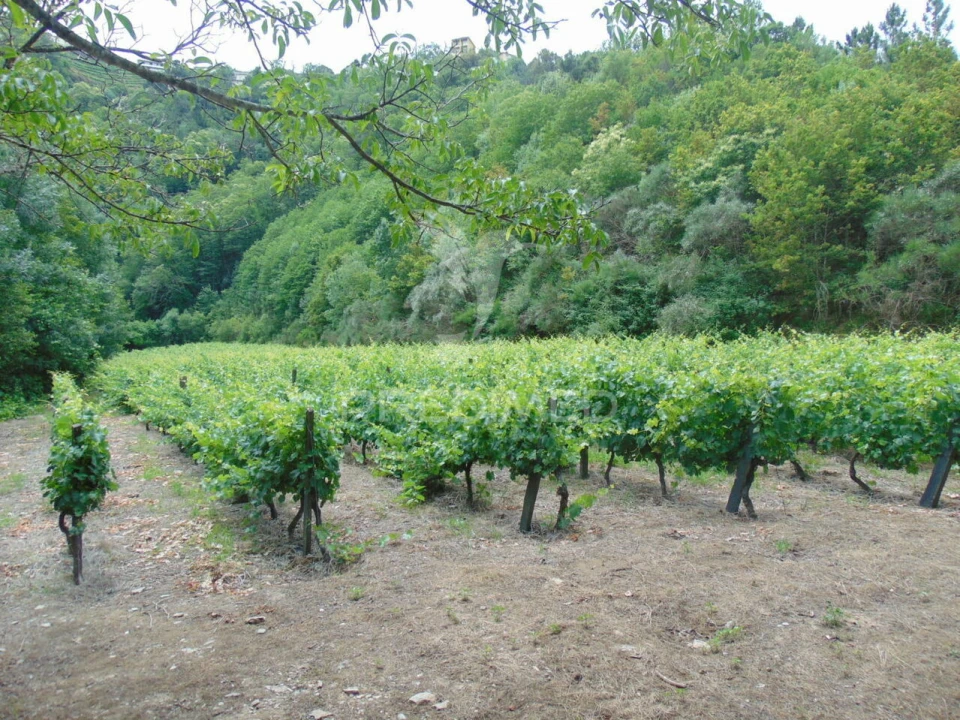 Quinta T0 para Venda em Louredo e Fornelos Foto 5
