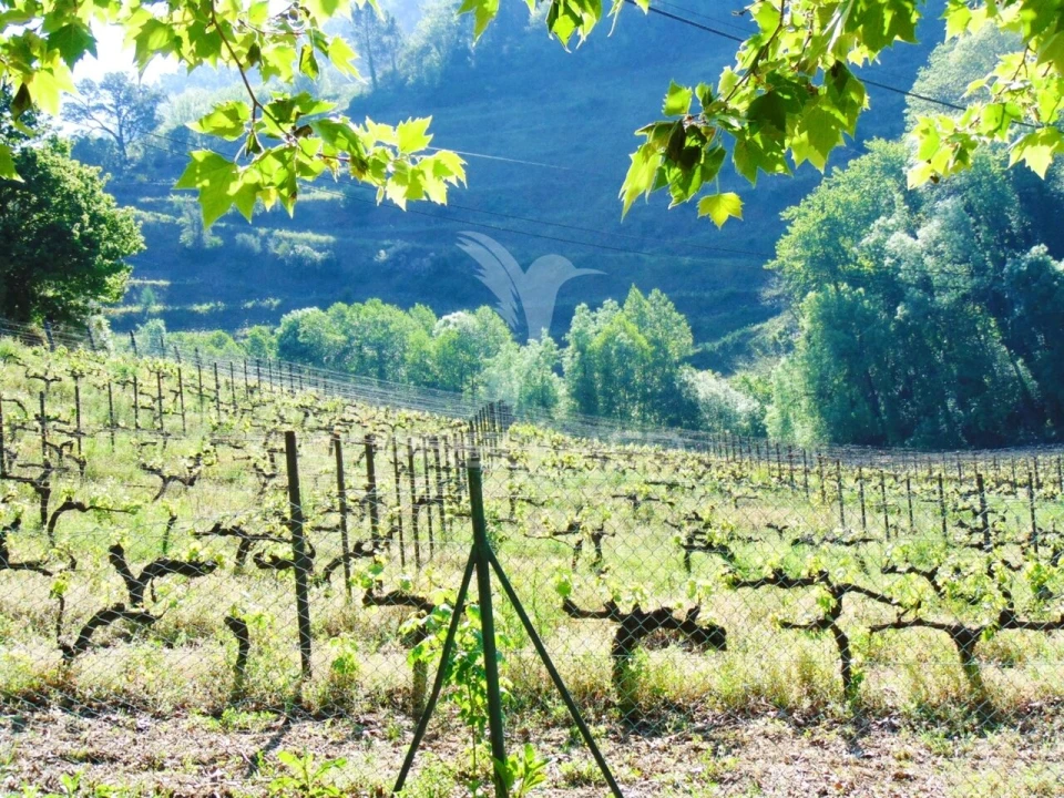 Quinta T0 para Venda em Louredo e Fornelos Foto 1